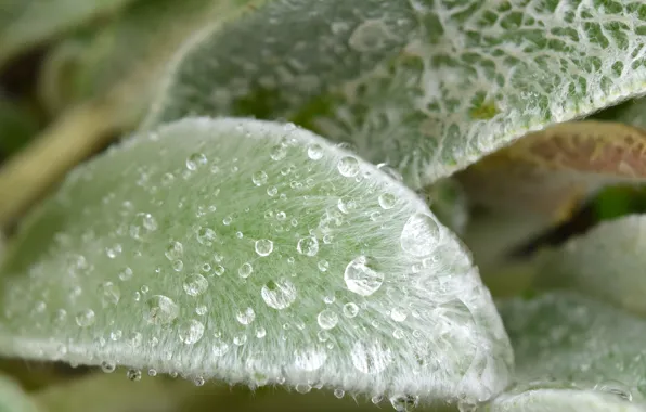 Leaves, macro, nature, water drops
