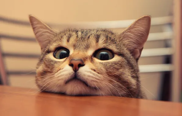 Eyes, cat, mustache, table