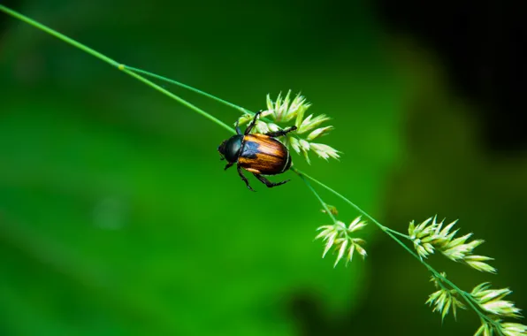 Macro, Nature, Beetle