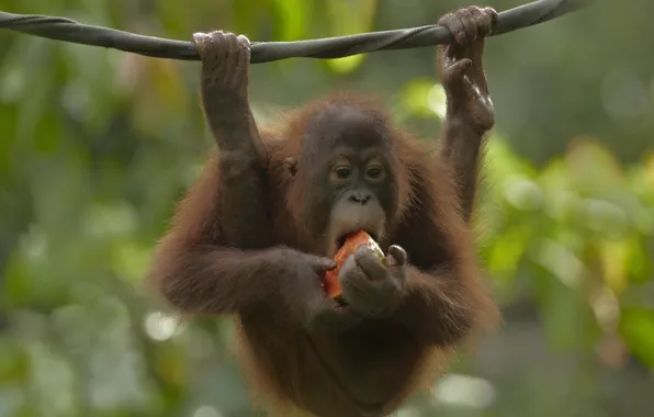 Animals, nature, orangutans, relax time
