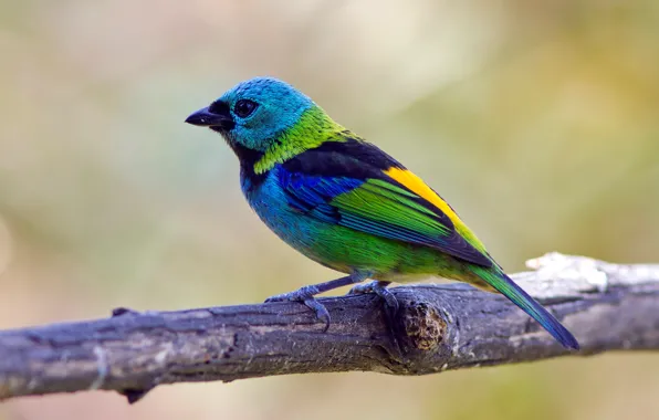 Branches, bird, color, feathers