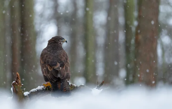 Winter, forest, snow, nature, bird, stump, branch, sitting
