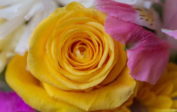 Macro, flowers, rose, drop, bouquet, yellow