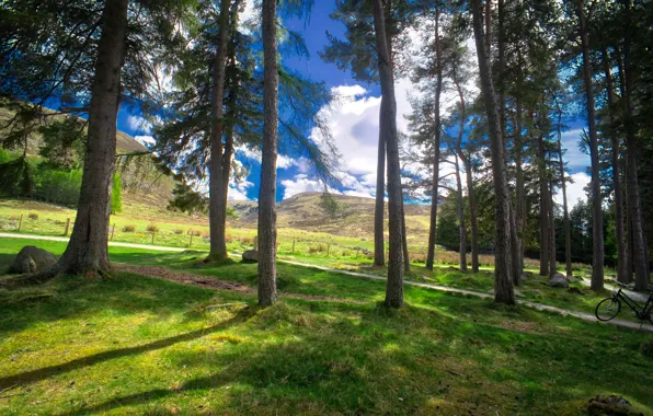 Grass, trees, nature, Scotland