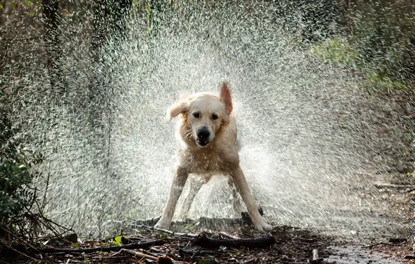 Picture water, drops, squirt, dog
