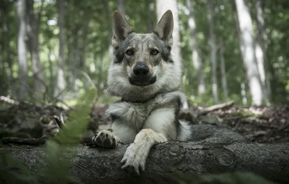 Forest, look, face, wolf, portrait, dog, lies, log