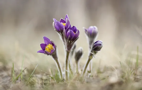 Picture flowers, background, spring, dream grass