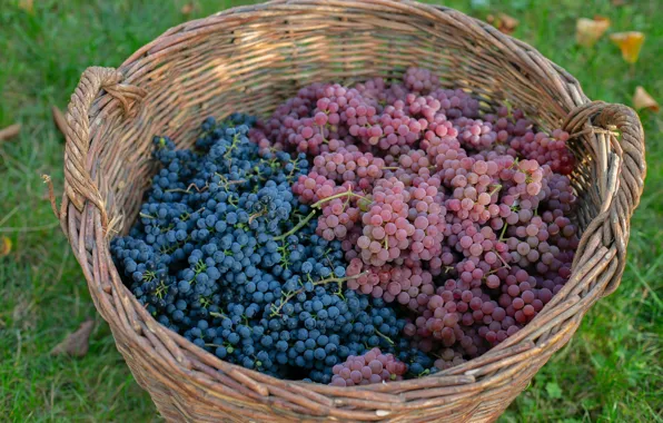 Blue, basket, glade, garden, harvest, grapes, pink, a lot