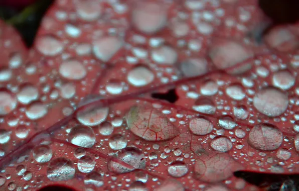 Picture autumn, water, macro, red, Rosa, leaf, close