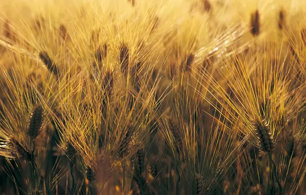 Macro, nature, photo, background, Wallpaper, plant, spikelets