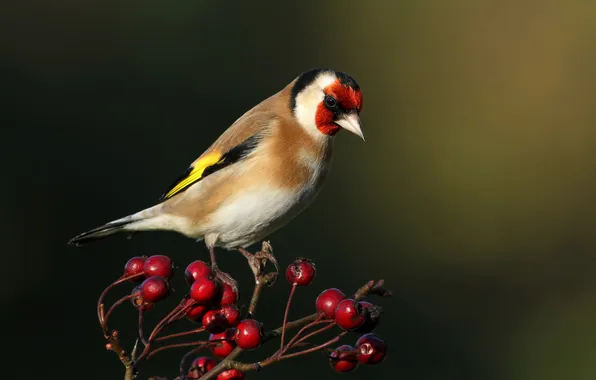 Picture berries, bird, color, feathers, beak, goldfinch