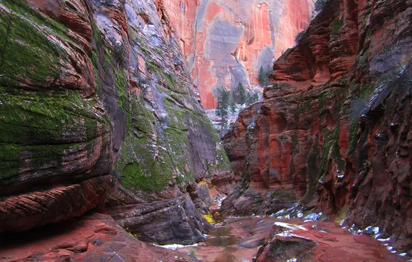 Picture trees, rocks, canyon, gorge, Utah, USA, Zion National Park