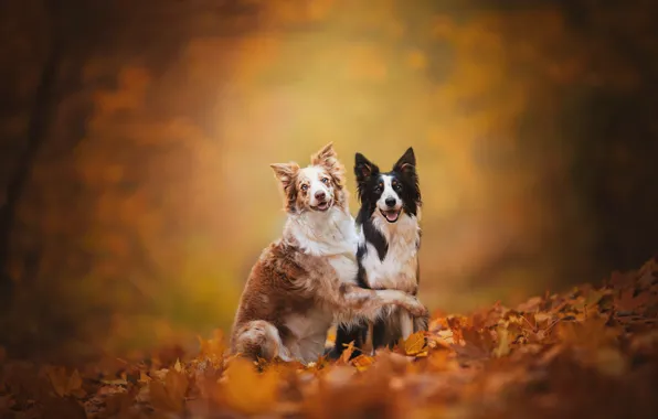 Autumn, dogs, leaves, background, foliage, a couple, friends, two dogs