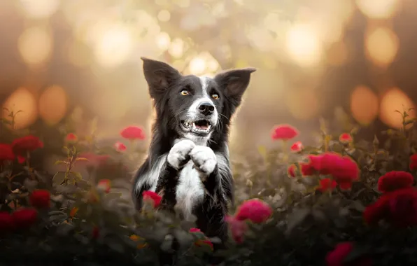Picture face, flowers, roses, dog, paws, bokeh, The border collie