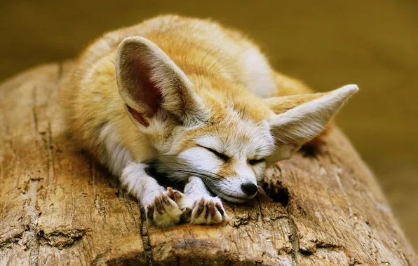 Animal, wildlife, fennec fox