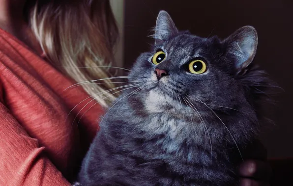 Eyes, cat, mustache, girl, thick