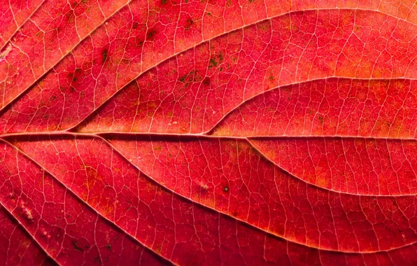 Picture leaves, macro, texture