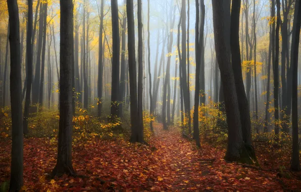 Autumn, forest, trees, Canada, Ontario, Canada, Ontario, fallen leaves
