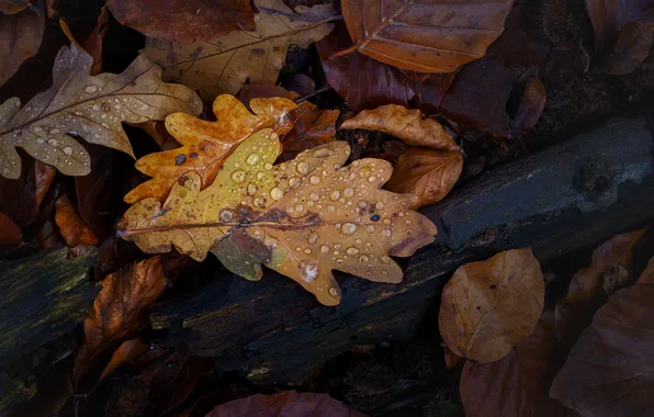 Autumn, leaves, Rosa, water drops, oak leaves