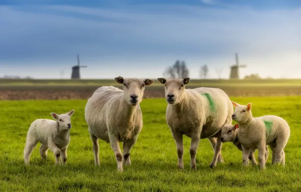 Picture field, nature, sheep