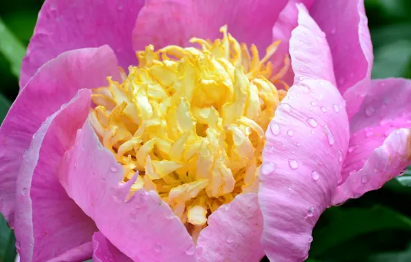 Drops, macro, pink, petals, peony