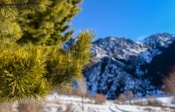Macro, snow, mountains, needles, nature, spruce, pine, twigs
