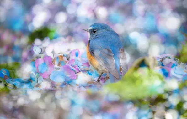 Flowers, glare, bird, treatment, blur, blue, lilac, bokeh