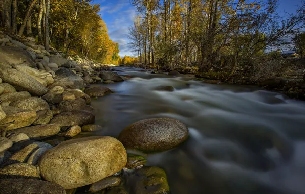 Picture trees, river, stones