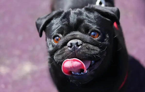 Language, each, dog, pug, face