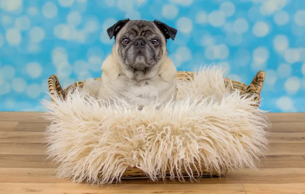 Look, basket, dog, pug, floor, fur, face, sitting