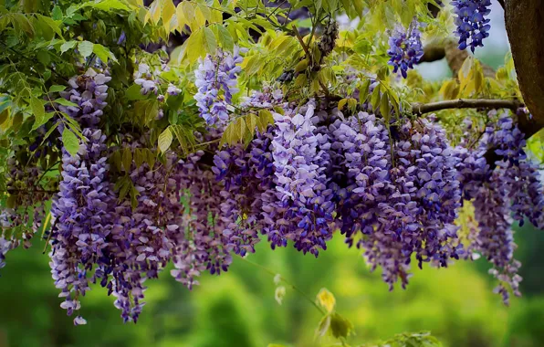 Leaves, flowers, branches, tree, inflorescence, Wisteria, Wisteria