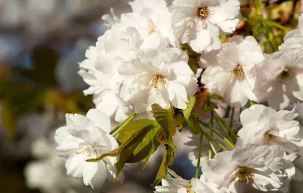 Flowers, branch, spring, Sakura, white, flowering