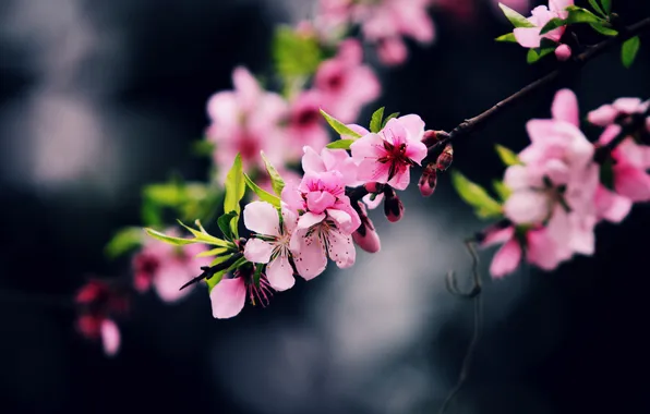 Flowers, branches, cherry, the dark background, branch, spring, Sakura, pink