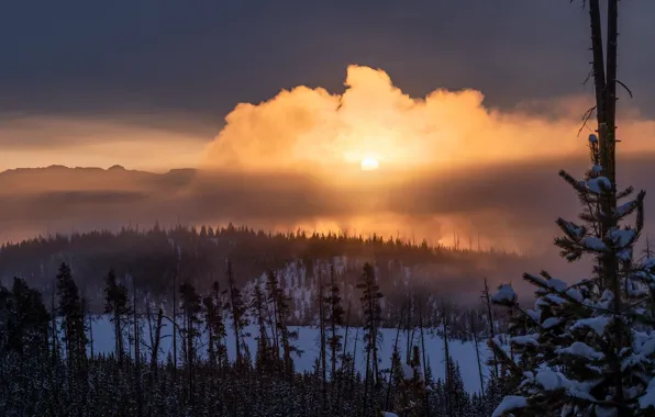 Winter, fog, morning, Yellowstone National Park