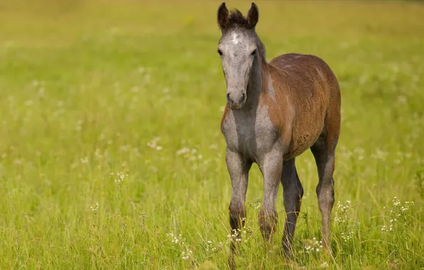 Picture field, grass, horse, horse, foal