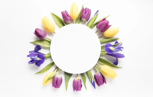 Flowers, colorful, tulips, yellow, flowers, tulips, spring, purple