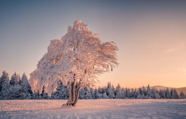 Picture winter, snow, tree, tree, morning