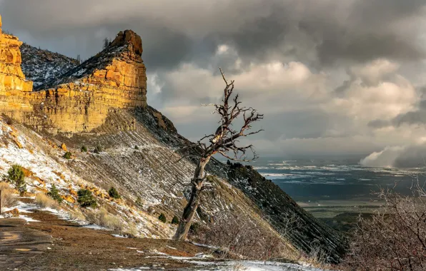 Picture trees, mountains, nature