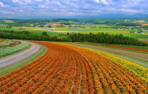 Field, flowers, China, village, field, flowers, country, china