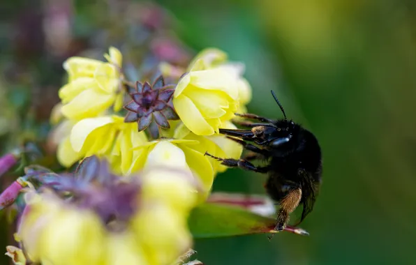 Macro, flowers, bee, yellow, bumblebee