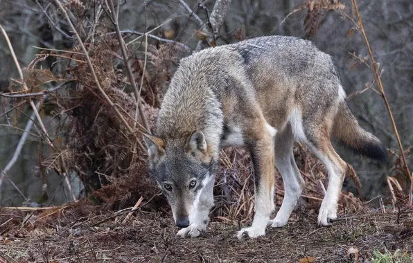 Nature, predator, animal, wolf, wildlife, portrait, portrait., Canis lupus. face