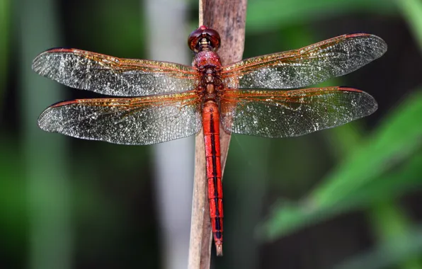 Picture macro, transparent, lights, background, wings, dragonfly, stems