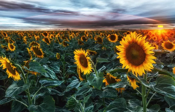 Field, summer, the sky, leaves, the sun, clouds, sunflowers, landscape