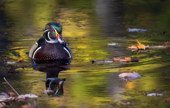 Picture autumn, leaves, water, bird, Drake