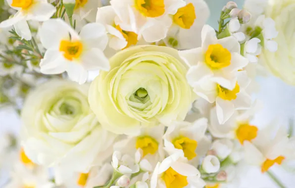 Bouquet, daffodils, Ranunculus