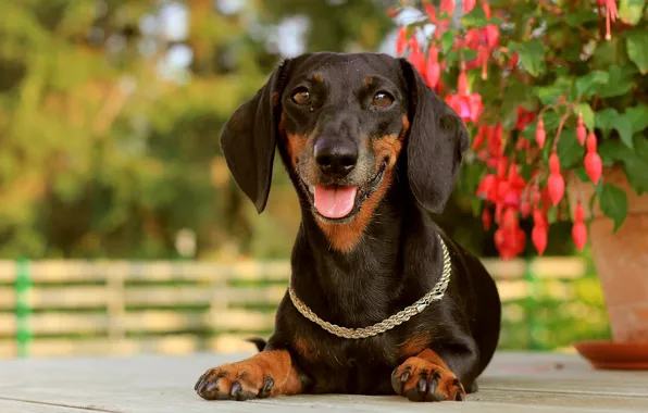 Joy, mood, chain, Dachshund, collar