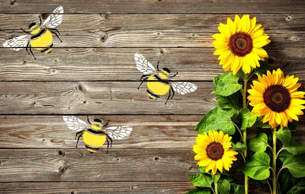 Sunflowers, flowers, Board, bees