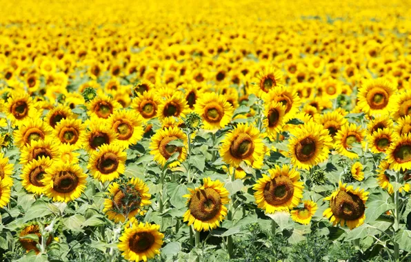 Summer, sunflowers, flowers, nature, bright, sunflower, yellow, a lot
