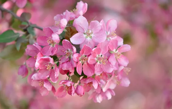 Picture branches, tenderness, spring, flowering