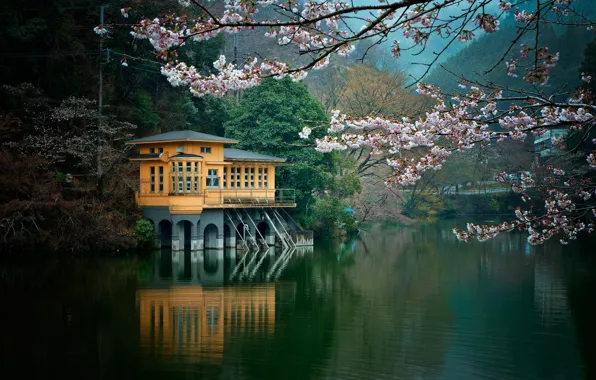 Picture lake, Villa, flowering
